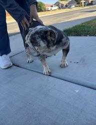 Found/Stray Female Dog last seen Near th & 25 th st east, Lancaster, CA 93535