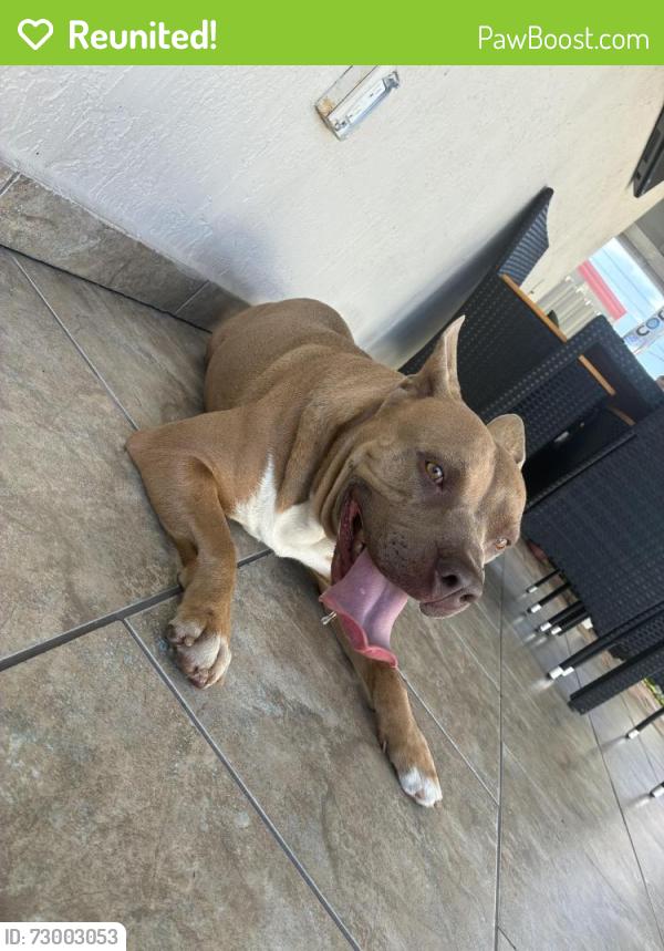 Reunited Unknown Dog last seen Near Amelia park, Hialeah, FL 33013