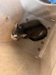 Shelter Stray Male Cat last seen Near BLOCK BOTHWELL TER, TALLAHASSEE FL 32317, 1125 Easterwood Dr, Tallahassee, FL 32311, USA