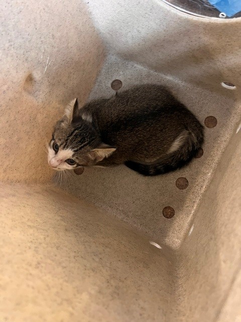 Shelter Stray Male Cat last seen Near BLOCK BOTHWELL TER, TALLAHASSEE FL 32317, 1125 Easterwood Dr, Tallahassee, FL 32311, USA