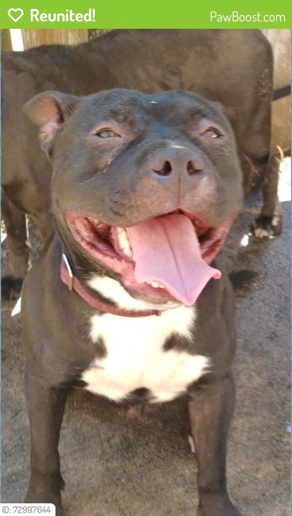 Reunited Male Dog last seen Elmtree and Tama Rd Columbia SC 29209, Columbia, SC 29209