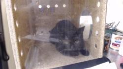 Shelter Stray Female Cat last seen Near BLOCK W BAYAUD AVE, DENVER CO 80223, 1241 W Bayaud Ave, Denver, CO 80223, USA