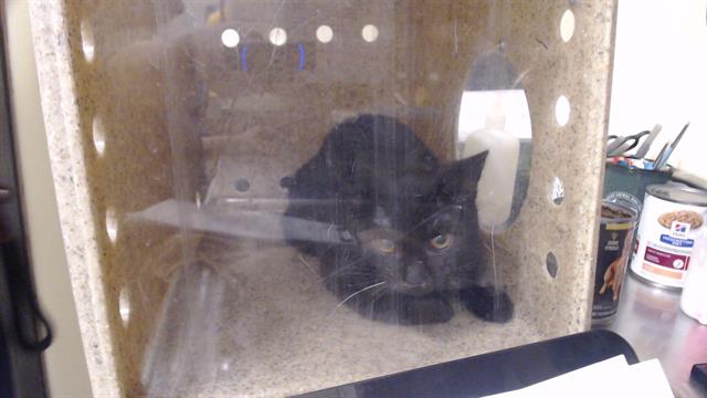 Shelter Stray Female Cat last seen Near BLOCK W BAYAUD AVE, DENVER CO 80223, 1241 W Bayaud Ave, Denver, CO 80223, USA