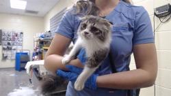 Shelter Stray Male Cat last seen Near BLOCK W BAYAUD AVE, DENVER CO 80223, 1241 W Bayaud Ave, Denver, CO 80223, USA