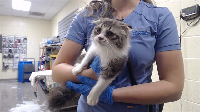 Shelter Stray Male Cat last seen Near BLOCK W BAYAUD AVE, DENVER CO 80223, 1241 W Bayaud Ave, Denver, CO 80223, USA