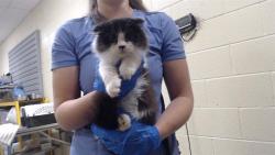 Shelter Stray Male Cat last seen Near BLOCK W BAYAUD AVE, DENVER CO 80223, 1241 W Bayaud Ave, Denver, CO 80223, USA