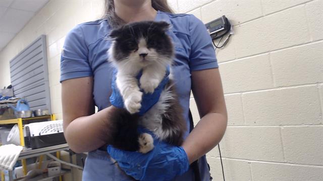 Shelter Stray Male Cat last seen Near BLOCK W BAYAUD AVE, DENVER CO 80223, 1241 W Bayaud Ave, Denver, CO 80223, USA