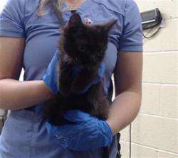 Shelter Stray Male Cat last seen Near BLOCK W BAYAUD AVE, DENVER CO 80223, 1241 W Bayaud Ave, Denver, CO 80223, USA