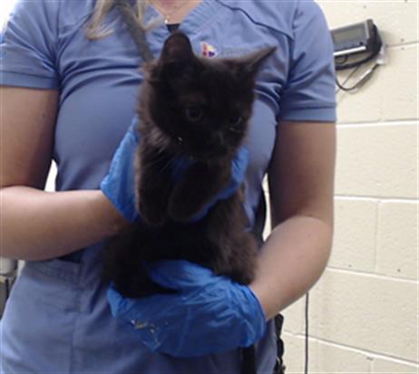 Shelter Stray Male Cat last seen Near BLOCK W BAYAUD AVE, DENVER CO 80223, 1241 W Bayaud Ave, Denver, CO 80223, USA