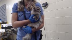 Shelter Stray Female Cat last seen Near BLOCK W BAYAUD AVE, DENVER CO 80223, 1241 W Bayaud Ave, Denver, CO 80223, USA