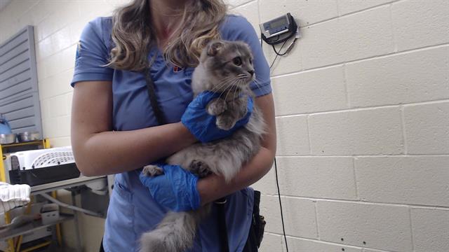 Shelter Stray Female Cat last seen Near BLOCK W BAYAUD AVE, DENVER CO 80223, 1241 W Bayaud Ave, Denver, CO 80223, USA