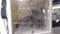Shelter Stray Female Cat last seen Near BLOCK S SAVANNAH SPARROW CT, LITTLETON, CO 80129, 1241 W Bayaud Ave, Denver, CO 80223, USA