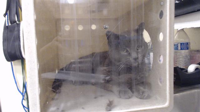 Shelter Stray Female Cat last seen Near BLOCK S SAVANNAH SPARROW CT, LITTLETON, CO 80129, 1241 W Bayaud Ave, Denver, CO 80223, USA