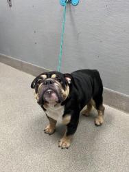 Shelter Stray Male Dog last seen LAKEMEAD AND SANDY LANE, 655 N Mojave Rd, Las Vegas, NV 89101, USA