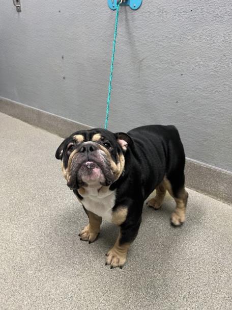 Shelter Stray Male Dog last seen LAKEMEAD AND SANDY LANE, 655 N Mojave Rd, Las Vegas, NV 89101, USA