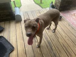 Found/Stray Male Dog last seen Tytus Ave, Middletown, OH 45042