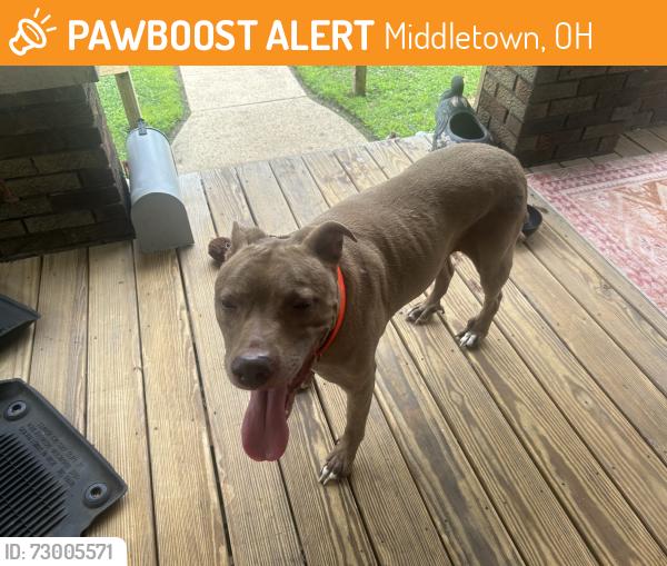 Found/Stray Male Dog last seen Tytus Ave, Middletown, OH 45042