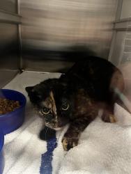 Shelter Stray Female Cat last seen CARMONA LN, 8311 Freedom Dr, Pearland, TX 77581, USA