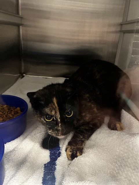 Shelter Stray Female Cat last seen CARMONA LN, 8311 Freedom Dr, Pearland, TX 77581, USA