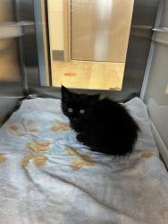 Shelter Stray Female Cat last seen SIGNAL HILL CT, 8311 Freedom Dr, Pearland, TX 77581, USA