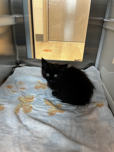 Shelter Stray Female Cat last seen SIGNAL HILL CT, 8311 Freedom Dr, Pearland, TX 77581, USA