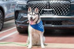 Shelter Stray Female Dog last seen , 14409 Vanowen St, Van Nuys, CA 91405, USA