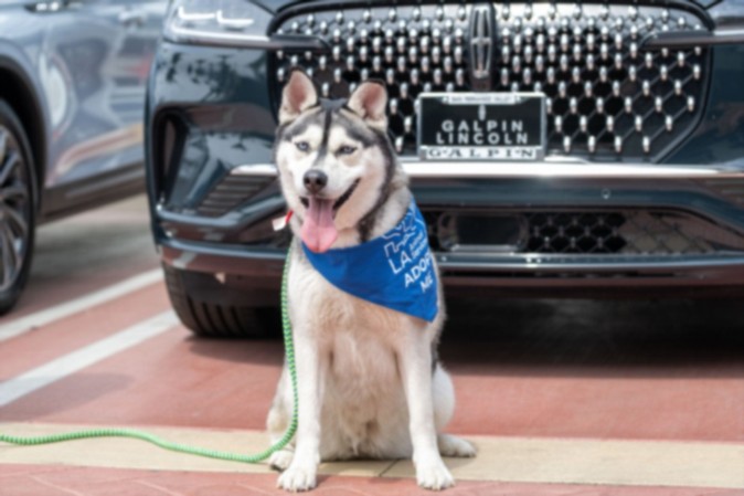 Shelter Stray Female Dog last seen , 14409 Vanowen St, Van Nuys, CA 91405, USA