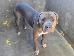 Shelter Stray Male Dog last seen , 14409 Vanowen St, Van Nuys, CA 91405, USA