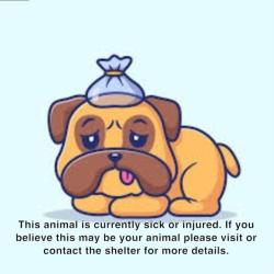 Shelter Stray Female Dog last seen , 14409 Vanowen St, Van Nuys, CA 91405, USA