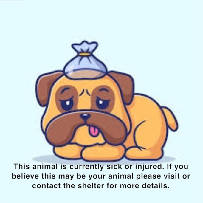 Shelter Stray Female Dog last seen , 14409 Vanowen St, Van Nuys, CA 91405, USA