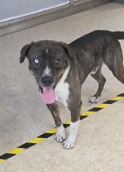 Shelter Stray Male Dog last seen , 957 N Gaffey St, San Pedro, CA 90731, USA