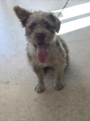 Shelter Stray Male Dog last seen , 957 N Gaffey St, San Pedro, CA 90731, USA