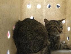 Shelter Stray Female Cat last seen Near BLOCK HARRISON ST, THERMAL CA 92274, Thousand Palms, CA, USA