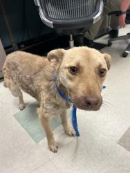 Shelter Stray Female Dog last seen Near BLOCK SW 17TH ST, OKLAHOMA CITY OK 73108, 2811 SE 29th St, Oklahoma City, OK 73129, USA