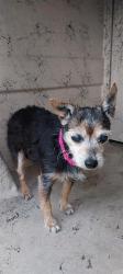 Shelter Stray Female Dog last seen , 130 Beyer Way, Chula Vista, CA 91911, USA