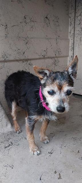 Shelter Stray Female Dog last seen , 130 Beyer Way, Chula Vista, CA 91911, USA