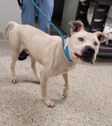 Shelter Stray Male Dog last seen Near BLOCK LODEWYCK ST, DETROIT, MI 48224, 7401 Chrysler Dr, Detroit, MI 48211, USA