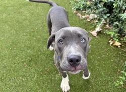 Shelter Stray Male Dog last seen Near BLOCK W FLORISSANT AVE, 1705 S Hanley Rd, Brentwood, MO 63144, USA