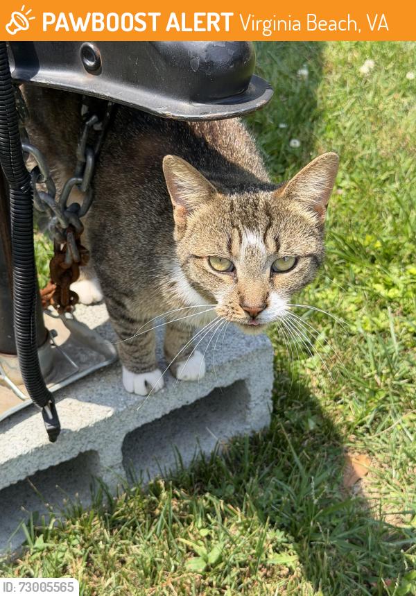 Found/Stray Unknown Cat last seen London Bridge Rd, Virginia Beach, VA 23454