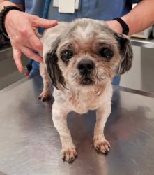 Shelter Stray Female Dog last seen Near BLOCK BEACONSFIELD ST, DETROIT, MI 48224, 7401 Chrysler Dr, Detroit, MI 48211, USA