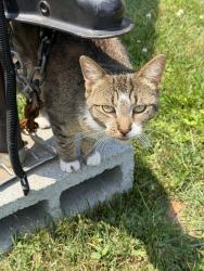 Found/Stray Unknown Cat last seen London Bridge Rd, Virginia Beach, VA 23454