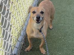 Shelter Stray Male Dog last seen , 11361 W Pico Blvd, Los Angeles, CA 90064, USA