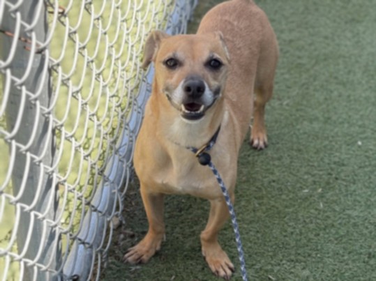 Shelter Stray Male Dog last seen , 11361 W Pico Blvd, Los Angeles, CA 90064, USA