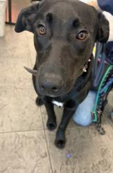 Shelter Stray Female Dog last seen , 11361 W Pico Blvd, Los Angeles, CA 90064, USA