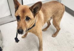 Shelter Stray Male Dog last seen , 11361 W Pico Blvd, Los Angeles, CA 90064, USA