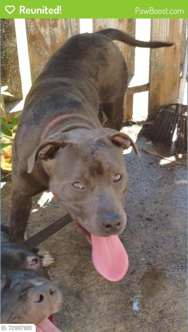 Reunited Female Dog last seen Elmtree and Tama Rd Columbia SC 29209, Columbia, SC 29209