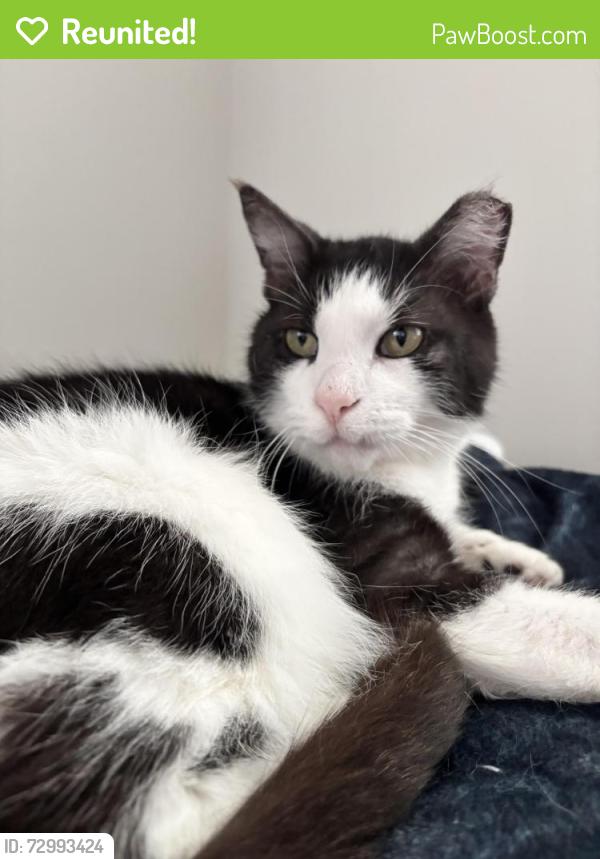 Reunited Male Cat last seen Our Deli Cafe, Phoenixville, PA 19460