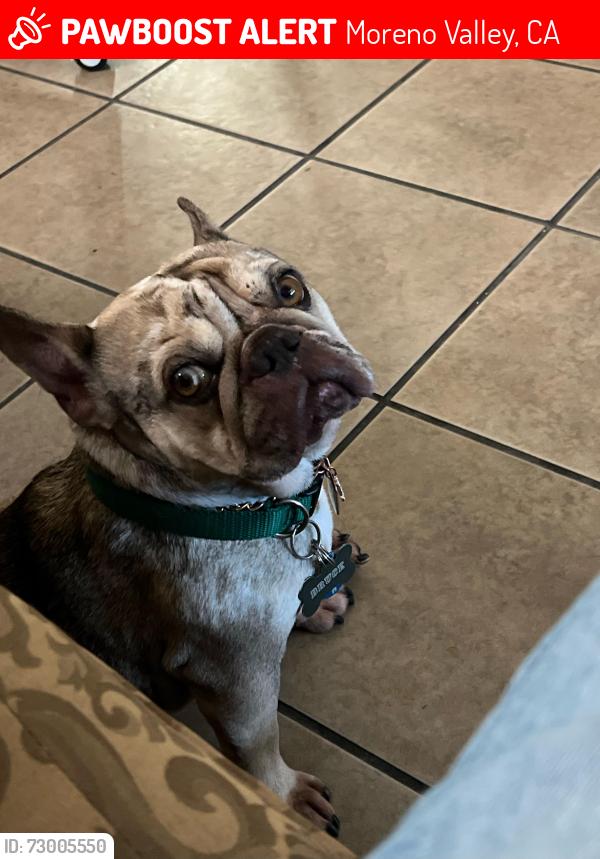 Lost Male Dog last seen Near sunnymeadows dr and park valley dr or near sunnymeadows elementary school , Moreno Valley, CA 92553