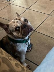 Lost Male Dog last seen Near sunnymeadows dr and park valley dr or near sunnymeadows elementary school , Moreno Valley, CA 92553
