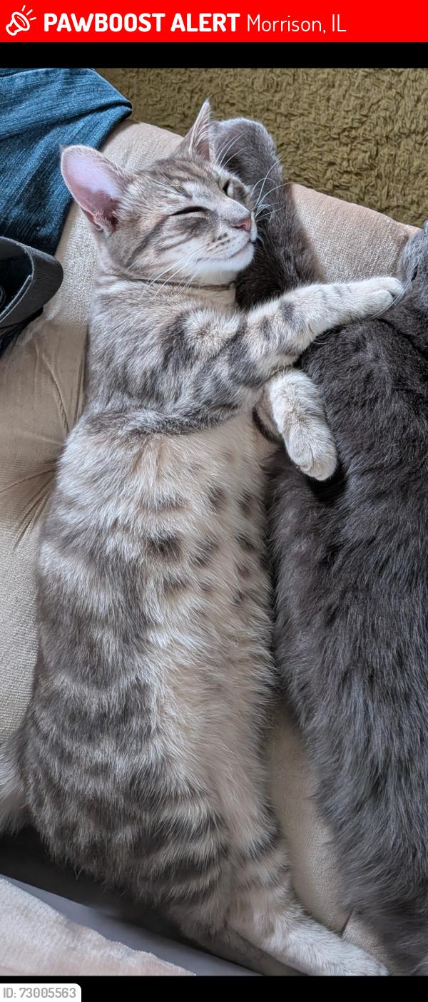Lost Male Cat last seen French Creek Park, Morrison, IL 61270